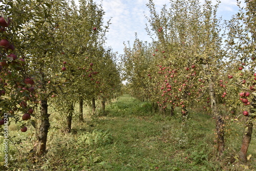 sad, jabłoń, drzewa owocowe, owoc, jedzenie, czerwień, dojrzałe, rolnictwo