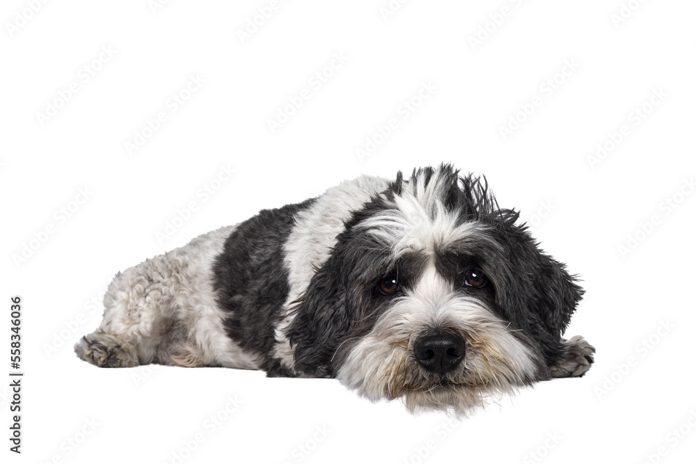Adorable little mixed breed Boomer dog, laying down side ways. Looking straight to camera with friendly brown eyes and head down on surface. Isolated cutout on transparent background. Mouth closed.