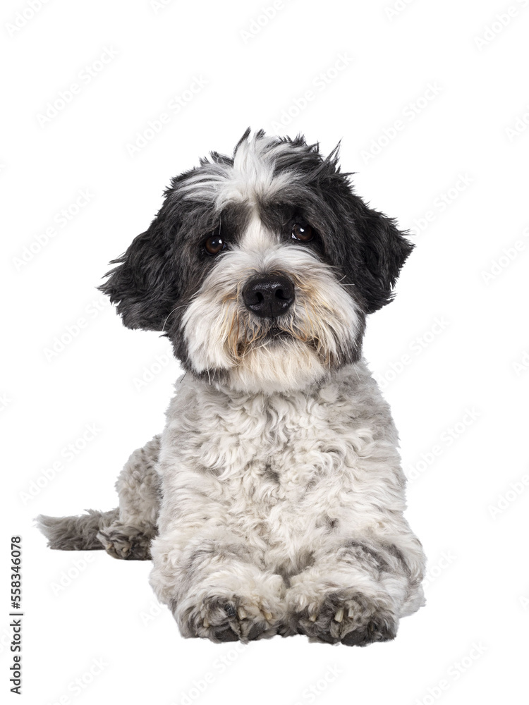 Adorable little mixed breed Boomer dog, laying down facing front. Looking straight to camera with friendly brown eyes. Isolated cutout on transparent background.. Mouth closed. Adorable little mixed breed Boomer dog, laying down facing front. Looking straight to camera with friendly brown eyes. Isolated cutout on transparent background.. Mouth closed.