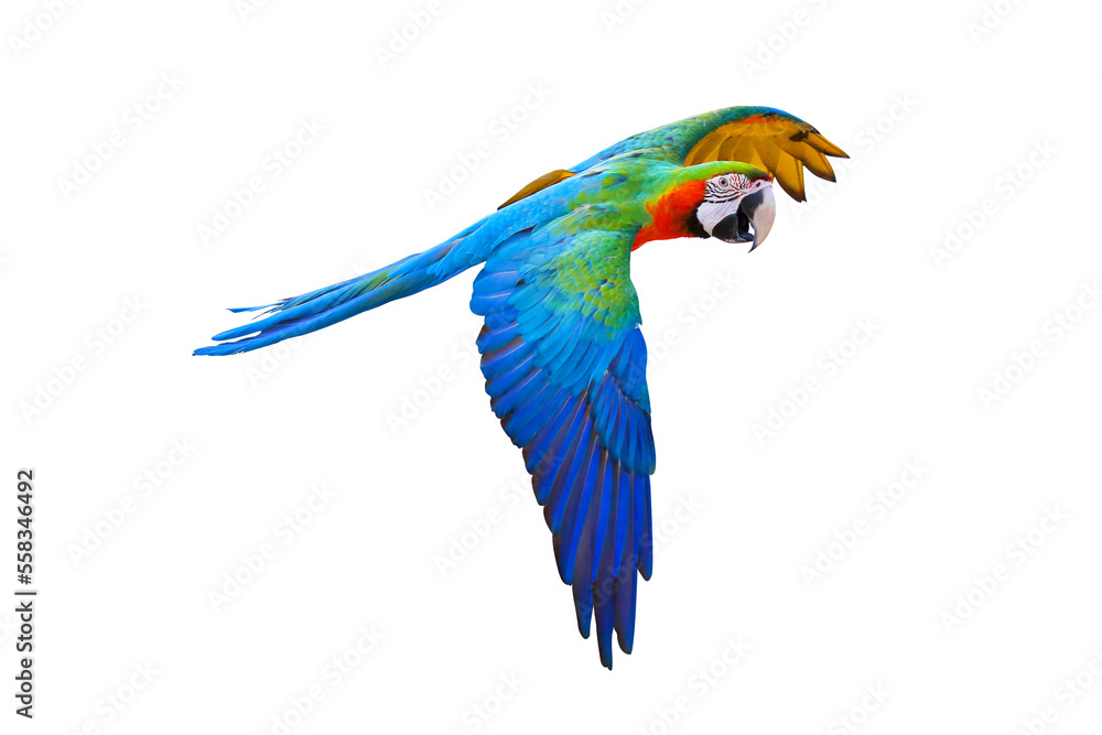 Colorful Harlequin macaw flying isolated on transparent background png file	