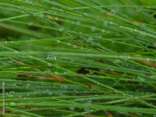 Rain drops on grass in the garden summer time