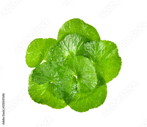 Group of Gotu kola (Centella asiatica) leaves with water drops isolated on white background. (Asiatic pennywort, Indian pennywort)