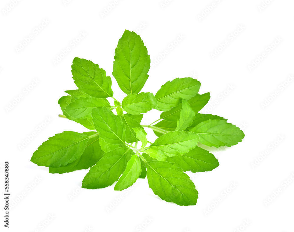 Basil flower, stalk and leaves isolated on a white Basil flower, stalk and leaves isolated on a white