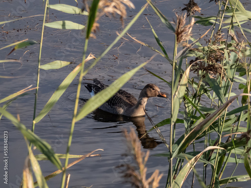 The bean goose (Anser fabalis or Anser serrirostris) swimming in dark water of a pond in sunlight in late autumn