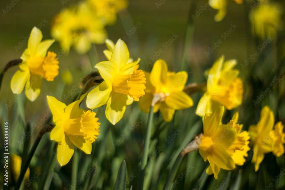 the daffodil, Narcissus pseudonarcissus