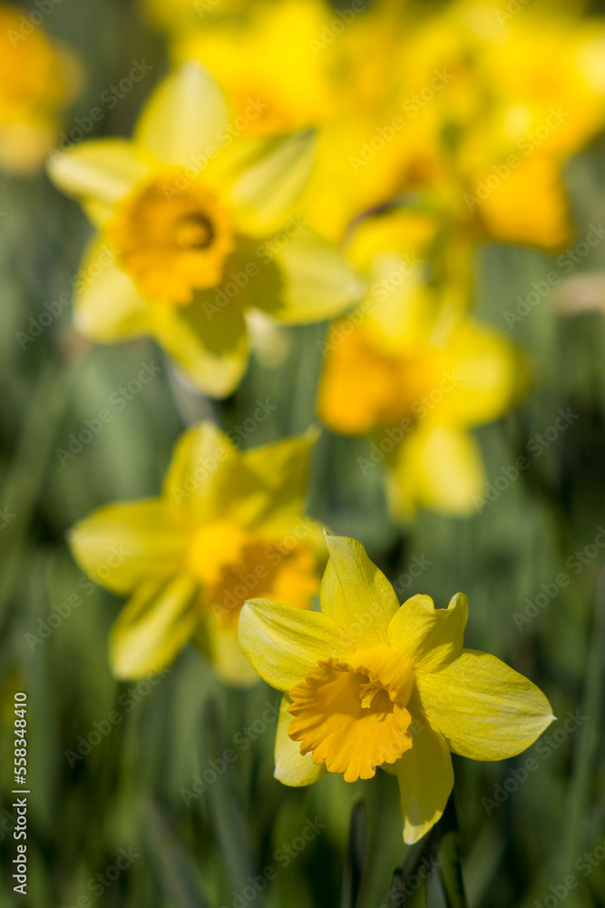 Fototapeta premium the daffodil, Narcissus pseudonarcissus