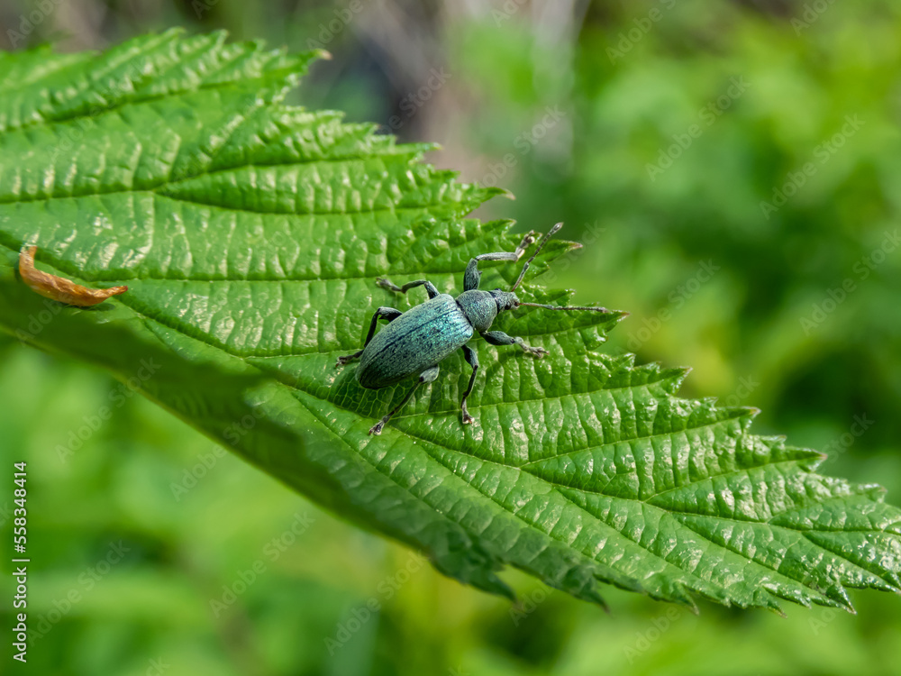 Close-up shot of the Short-nosed weevil or the nettle weevil (Phyllobius pomaceus) with bright metallic green scales, combined with variations of gold, blue and copper colour on a leaf Close-up shot of the Short-nosed weevil or the nettle weevil (Phyllobius pomaceus) with bright metallic green scales, combined with variations of gold, blue and copper colour on a leaf