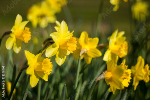 the daffodil  Narcissus pseudonarcissus