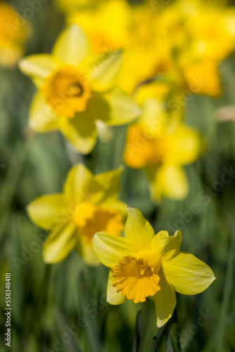 the daffodil, Narcissus pseudonarcissus