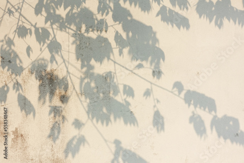 Leaf shadow on old wall surface © LOOKS GOOD