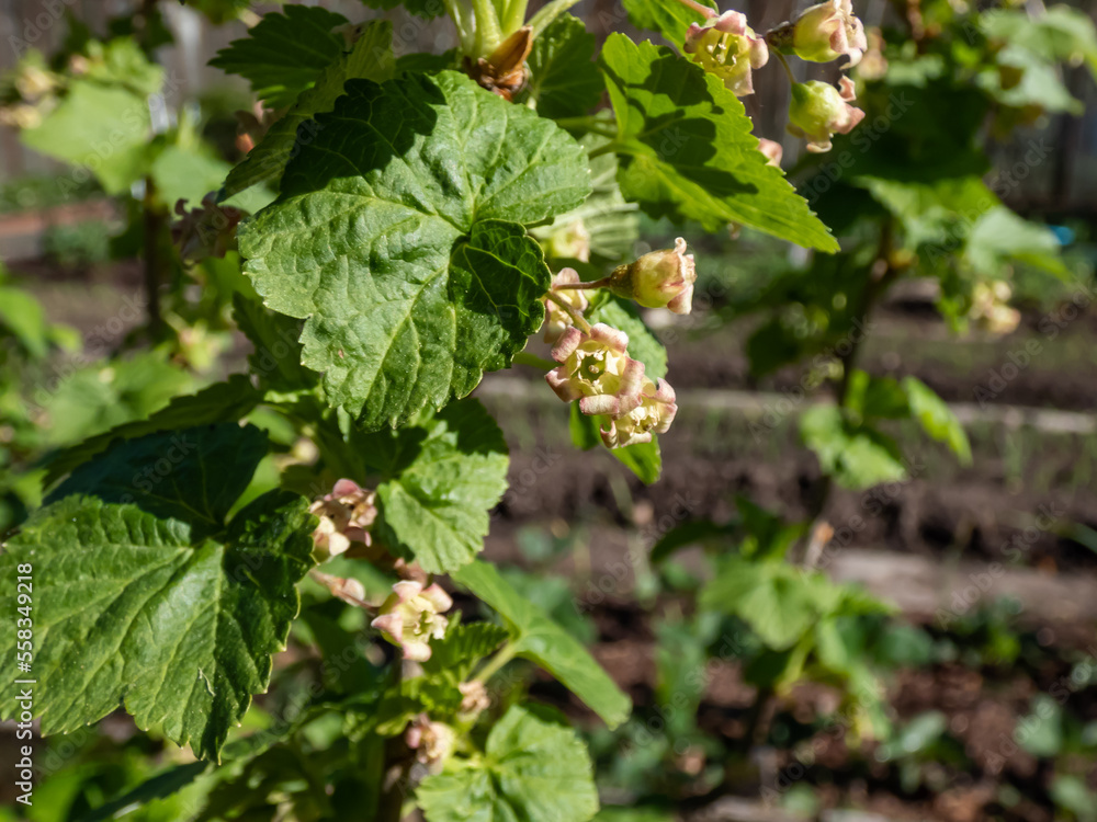 Macro of blooming yellow-green flowers of the blackcurrant (Ribes nigrum) on a branch of a blackcurrant plant in spring. Growing fruits in backyard garden Macro of blooming yellow-green flowers of the blackcurrant (Ribes nigrum) on a branch of a blackcurrant plant in spring. Growing fruits in backyard garden