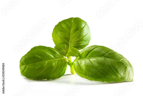 three leaves of sweet basil isolated ready to eat or decorate vegetable food or meal while being healthy and herbal with spice and delicious falvor and sweet aroma