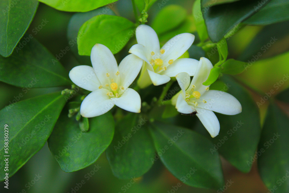 Fototapeta premium White Yellow Flower with green leaves