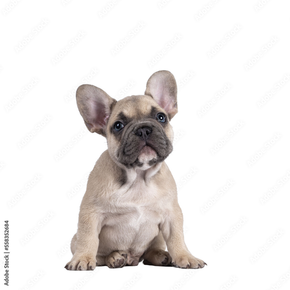 Adorable fawn French Bulldog puppy, sitting up on its ass facing front. Looking curious above camera with blue eyes. Isolated cutout on a transparent background.