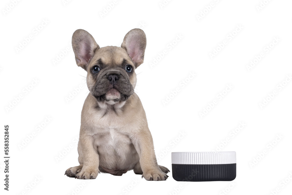 Adorable fawn French Bulldog puppy, sitting beside ceramic food bowl. Isolated cutout on a transparent background.