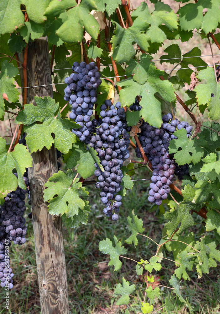 Beautiful bunch of black nebbiolo grapes with green leaves in the vineyards of Barolo, Piemonte, Langhe wine district and Unesco heritage, Italy