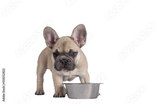 Adorable fawn French Bulldog puppy, standing beside metal bowl. Looking towards camera with blue eyes. Isolated cutout on a transparent background. © Nynke