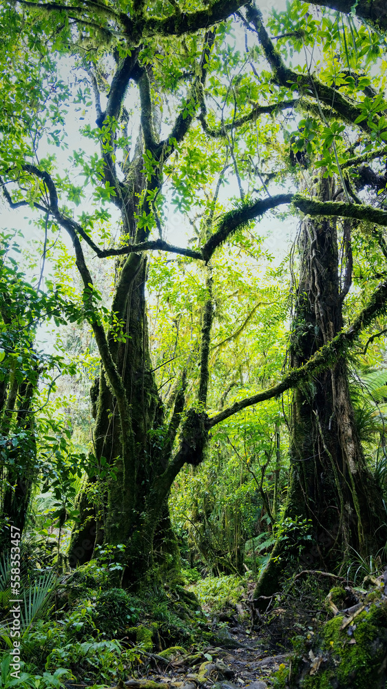Fototapeta premium Vertical view with forest. Fairy tale spooky looking woods in a misty day. Cold foggy morning 