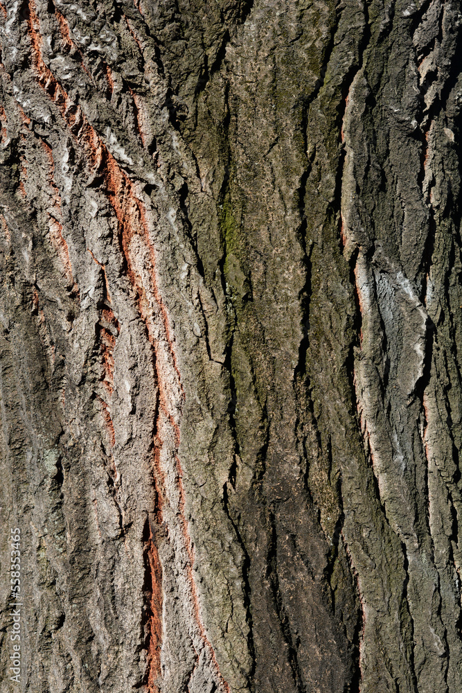 Obraz premium White poplar tree bark detail