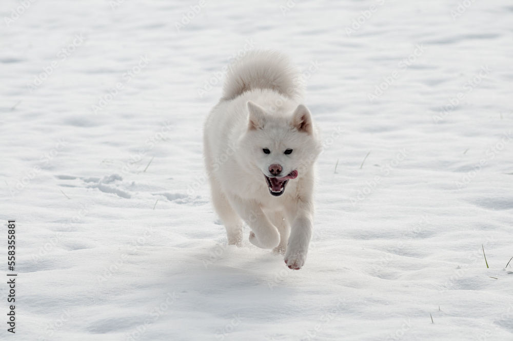 akita blanc, courant dans la neige 