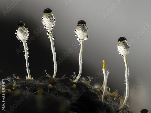 Pillenwerfer (Pilobolus kleinii) Höhe ca. 3mm photo