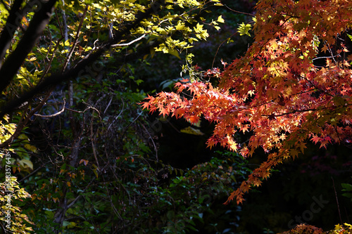 赤く染まる紅葉