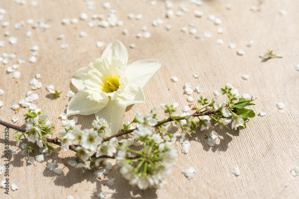 Spring flowering branches of Cherry blossom on a light wood background. Spring flowering branches of Cherry blossom on a light wood background.