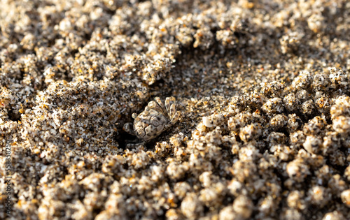 sand crab building a hole in at the beach