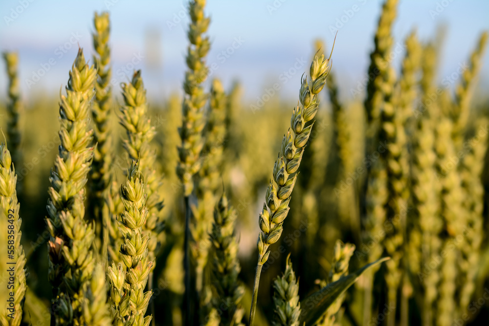 Ripe grain in the field on a golden hour Ripe grain in the field on a golden hour