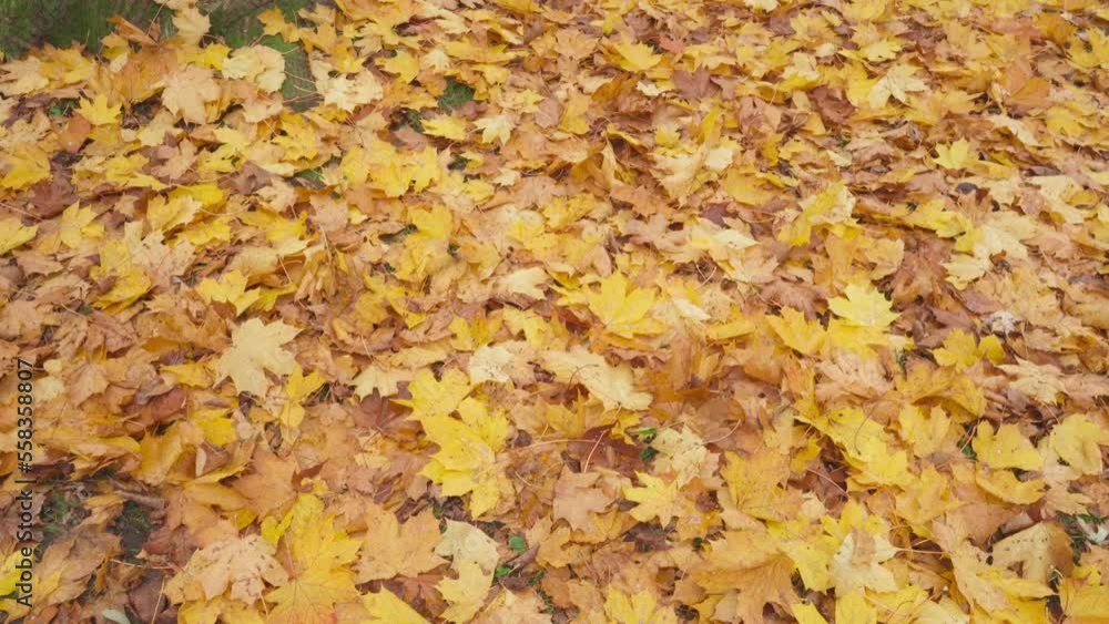 Golden Maple Leaves, Autumn Fallen Leaves Texture Background, Yellow Leaves on Green Grass, Forest Litter Golden Maple Leaves, Autumn Fallen Leaves Texture Background, Yellow Leaves on Green Grass, Forest Litter