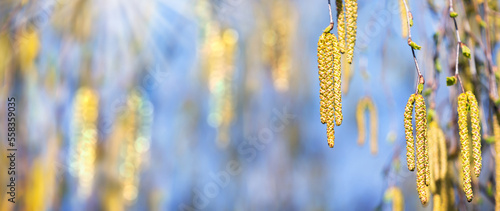 close-up of blooming birch tree pollen on blue blurred sky background, pharma concept for pollen allergy in spring, natural scene with copy space photo