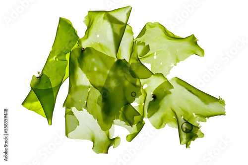 green algae sea lettuce (ulva lactuca) isolated on white background. photo