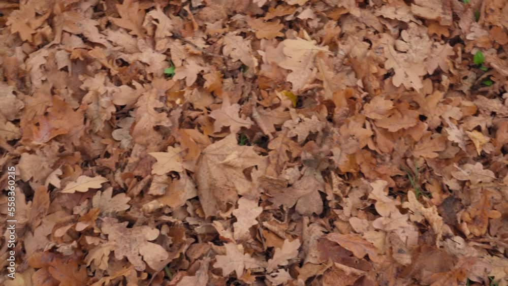 Brown Oak Leaves on Ground, Red Autumn Fallen Leaves Texture Background, Forest Litter Brown Oak Leaves on Ground, Red Autumn Fallen Leaves Texture Background, Forest Litter