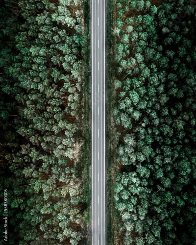 Droga pośród lasu - dron top down © Maciej