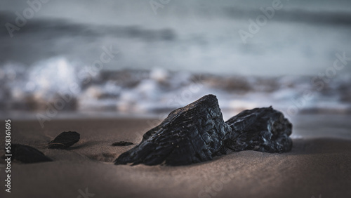 Wyrzucone kamienie na plaży - Bałtyk © Maciej