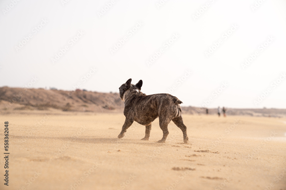 Naklejka premium Hund Strand Fuerteventura