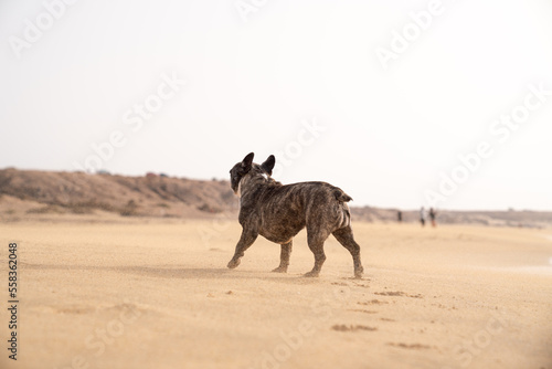 Hund Strand Fuerteventura © Christian Papke 