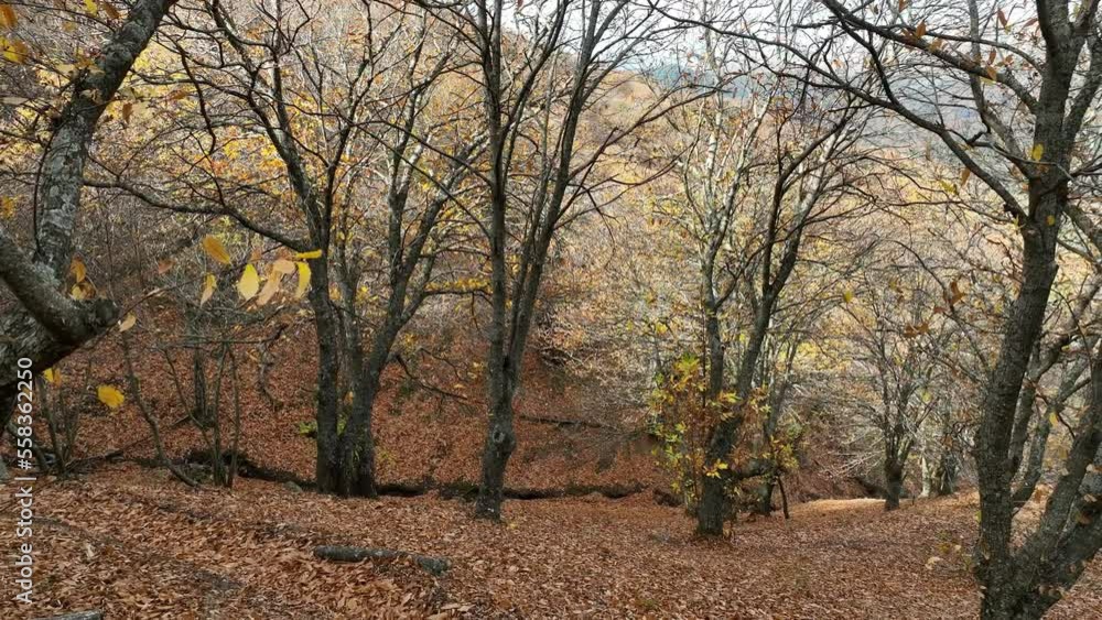 vista del frondoso bosque del cobre en el valle del Genal, Andalucía vista del frondoso bosque del cobre en el valle del Genal, Andalucía