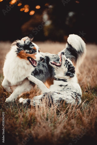 Fototapeta Naklejka Na Ścianę i Meble -  Dwa bawiące się psy 