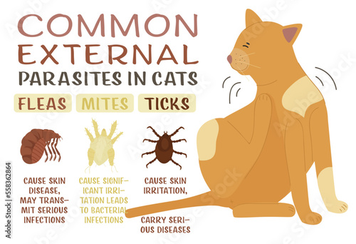 Common external parasites in cats. Landscape poster