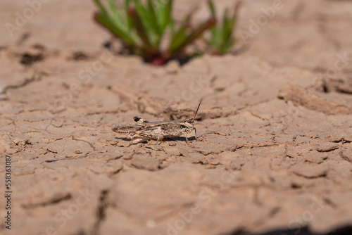 Fuerteventura Heuschreche