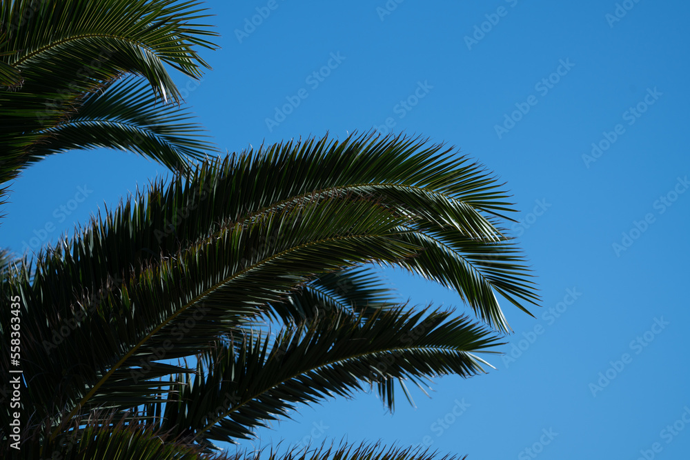 Fuerteventura Palme Fuerteventura Palme