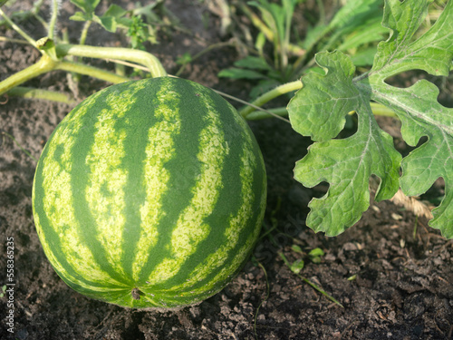 Watermelon growing in a garden bed.