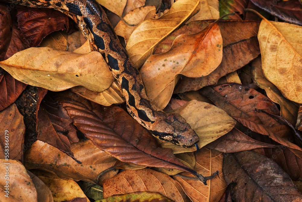 Foto de Madagascar Boa Acrantophis madagascariensis, the largest