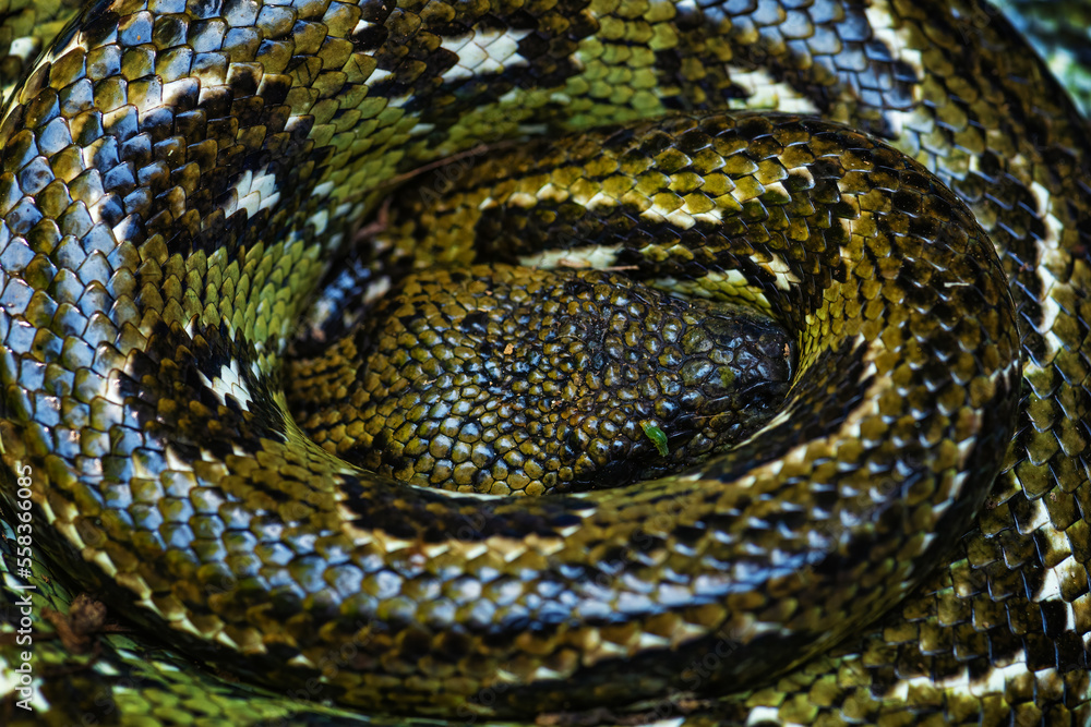 Madagascar Boa - Acrantophis madagascariensis, the largest snake of Madagascar forests. Endemic snake. Madagascar Boa - Acrantophis madagascariensis, the largest snake of Madagascar forests. Endemic snake.
