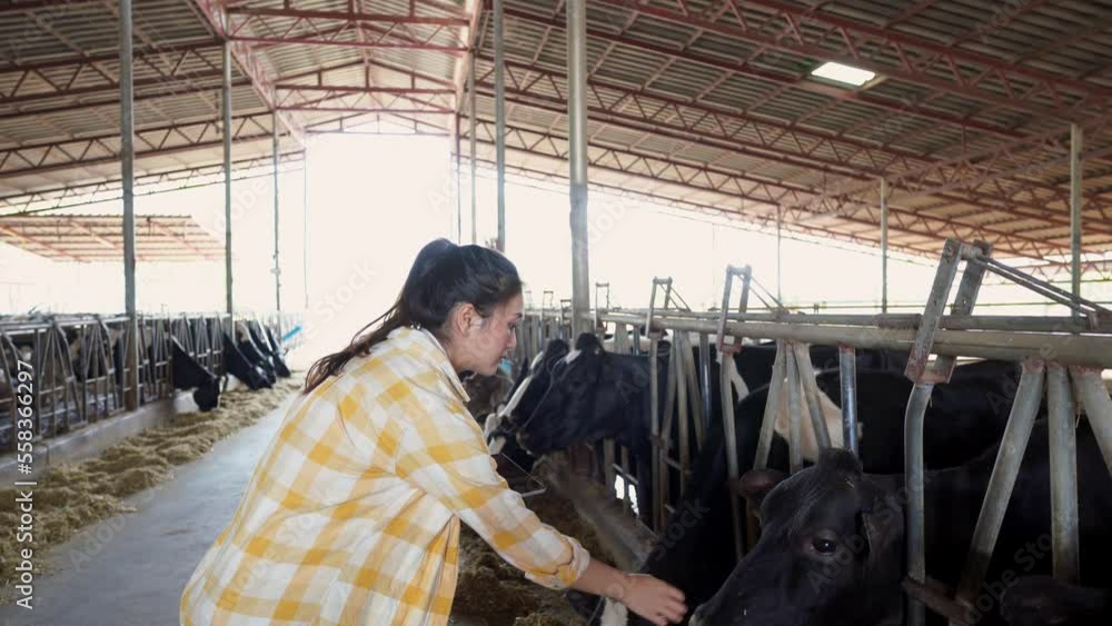 Asian woman in a cow farm She is taking notes on her tablet. Asian woman in a cow farm She is taking notes on her tablet.