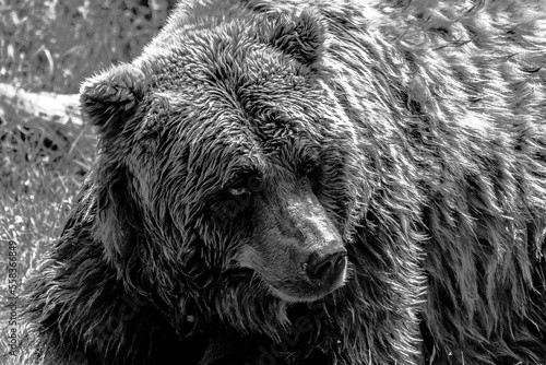 A bllack and white posterized portrait of a brown grizzly bear lying in the grass. The mammal is a dangerous predator animal, but is now looking around and acting a bit lazy.
