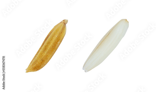 Grain of rice seed white isolated on cutout PNG. White grain sticky rice. Rice is cereal that is consumed by world's population as important food. especially in Asia. Local rice Northeast of Thailand.