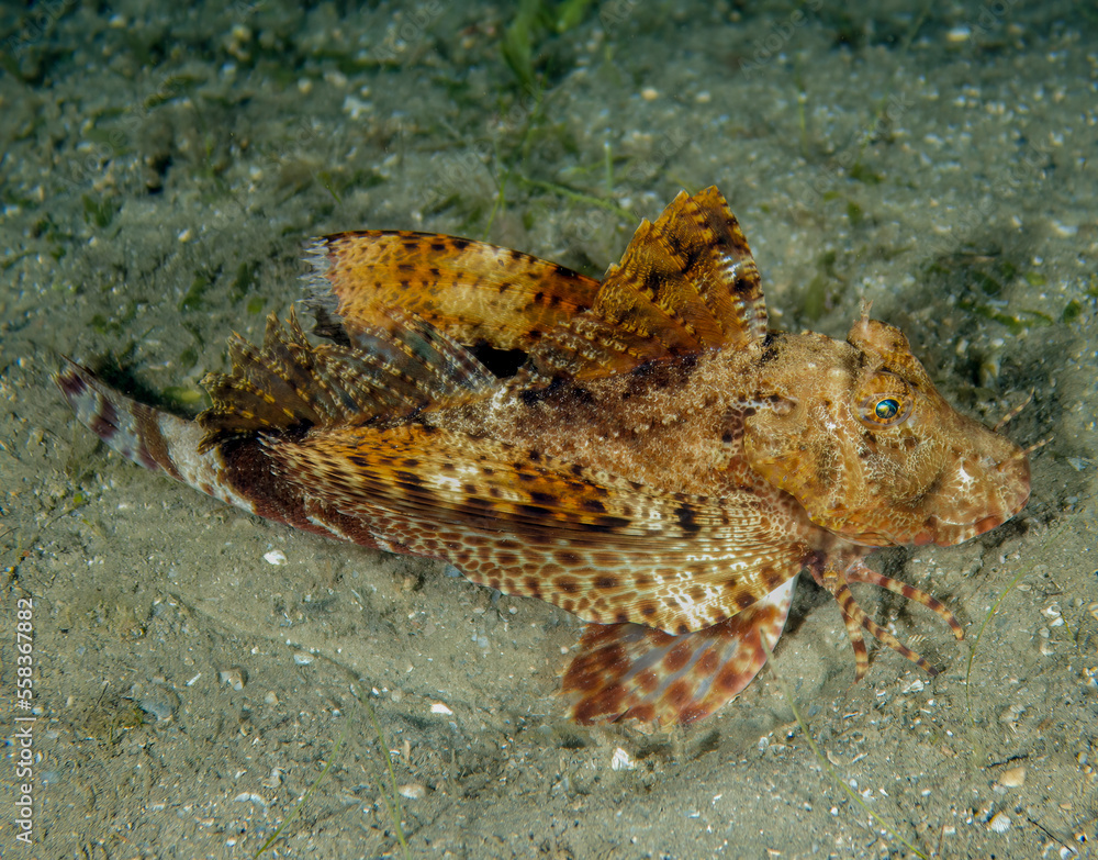 A Banded Sea Robin (Prionotus ophryas) in Florida, USA A Banded Sea Robin (Prionotus ophryas) in Florida, USA