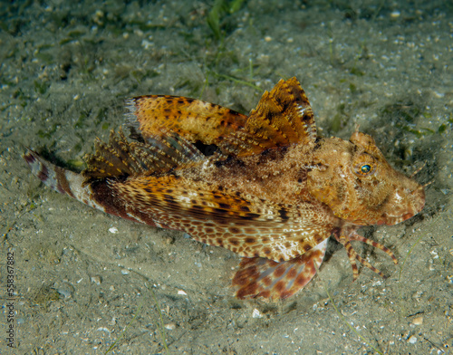 A Banded Sea Robin (Prionotus ophryas) in Florida, USA
